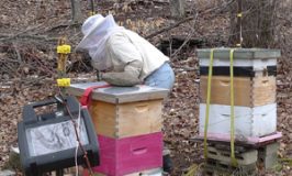 Therese tending the honey bees at Katywil Farm Community