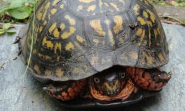 Beautiful turtle visitor