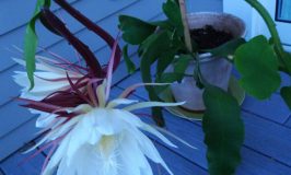 night blooming cereus plant at Katywil Farm Community