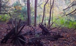 Carriage that Lynn found in Katywil woods