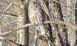 barred owl at Katywil