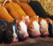 Katywil visits New Piglets at WeCanFarm in Heath