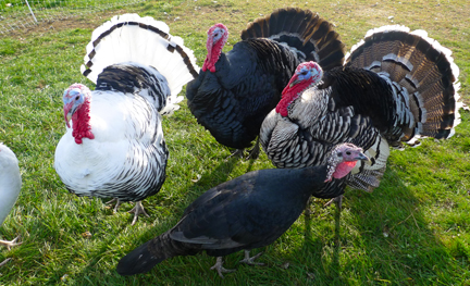 Stowe Farm heritage breed Thanksgiving turkeys