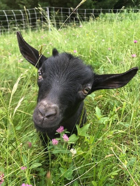 Stowe Farm Community goat, Little Bear, earns his keep