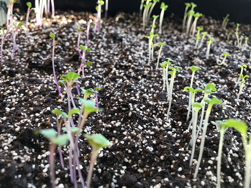 Greens sprouted up have been planted into the Stowe Farm Community greenhouse