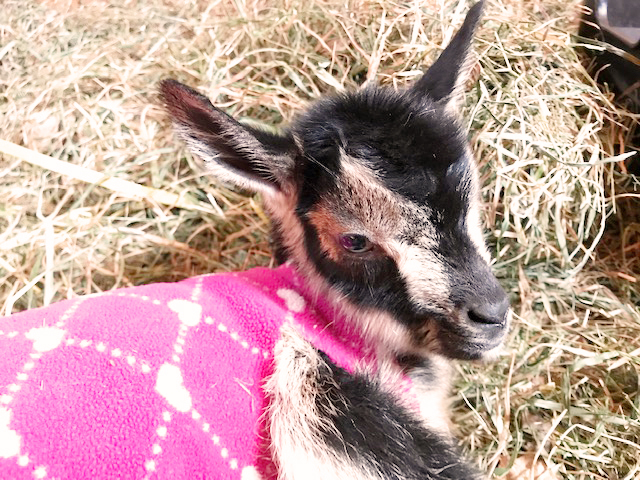 Luna, newborn doeling, born on the full moon at Stowe Farm Community