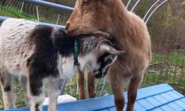 Goat love! Harley noticed that Mocha is warming up to the idea of being a big sister.