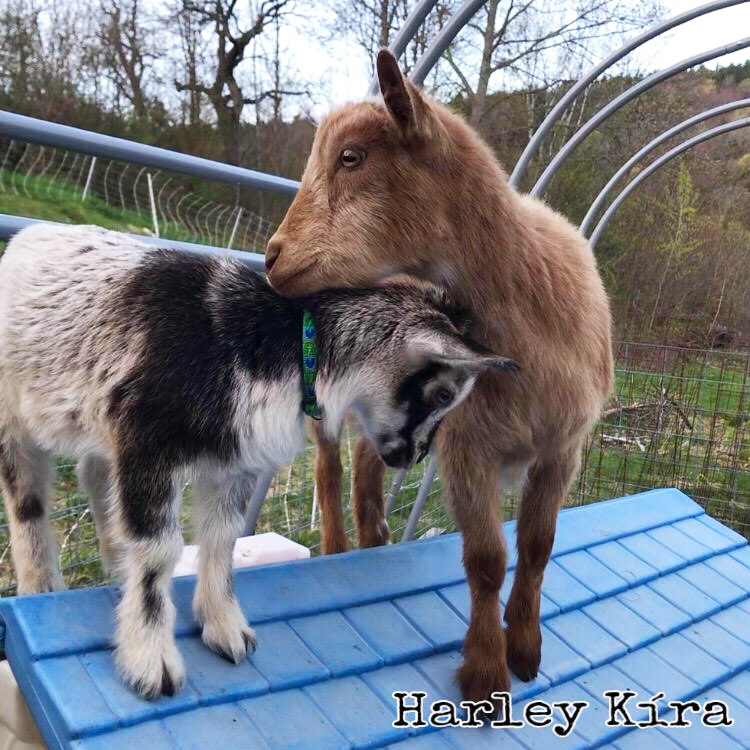 Goat love! Harley noticed that Mocha is warming up to the idea of being a big sister.
