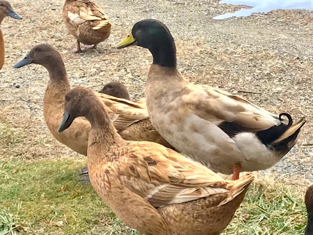 Peter and Kaylee's ducks are always inspiring!