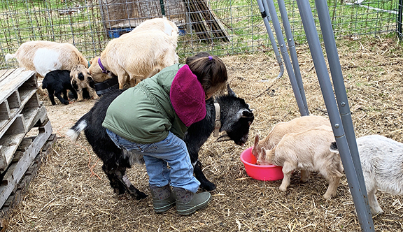 June is Loving Clover, Stowe Farm Community's beloved mama goat