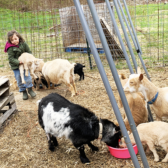 June rearranging the goats as Clover chows down. We miss Clover!