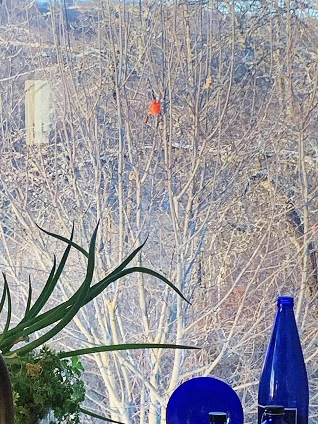 A cardinal from Nancy's window