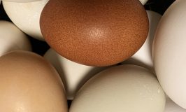 Stowe Farm wellsummer chicken is laying beautiful deep brown speckled eggs