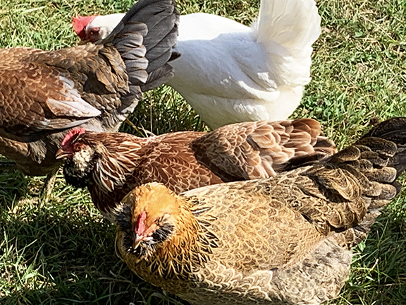 Beautiful chickens at Stowe Farm Community
