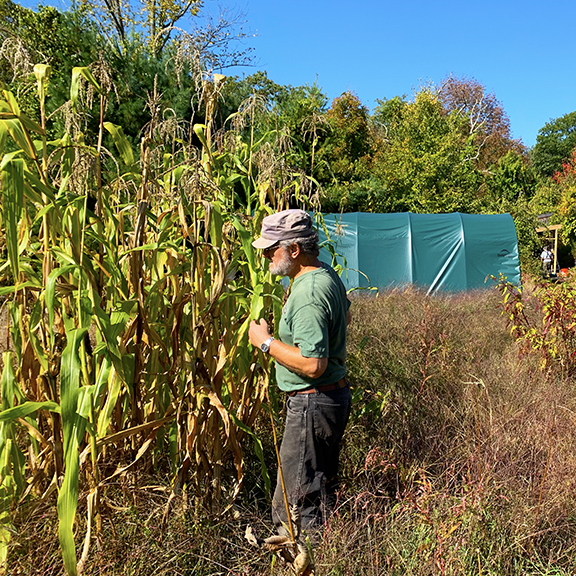 Haynes growing corn at Stowe Farm Community