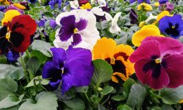 Pansy seedlings at Shoestring Farm