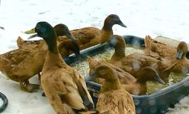 Peter's ducks take a winter swim at Stowe Farm Community