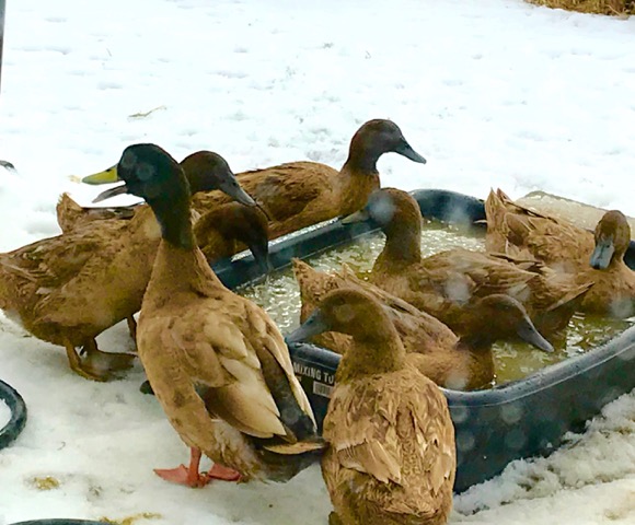 Peter's ducks take a winter swim at Stowe Farm Community