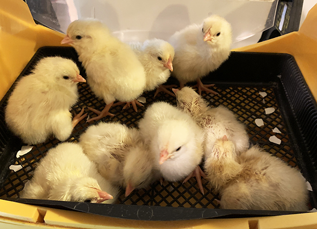 Stowe Farm chicks hatching and 1st 2 days in the world