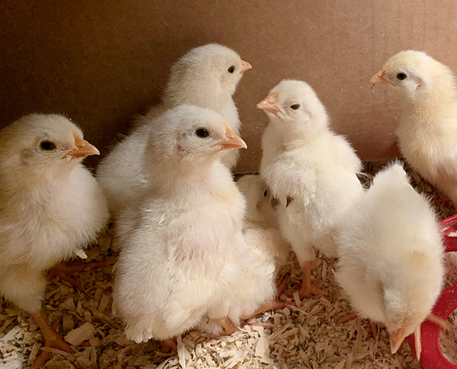 newly hatched Stowe Farm leghorn chicks