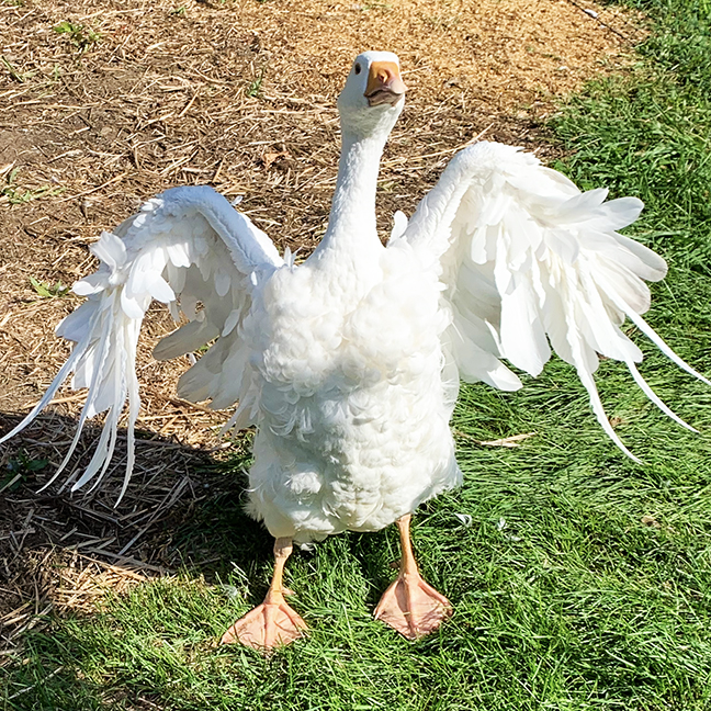 Goose Frou spreading wings