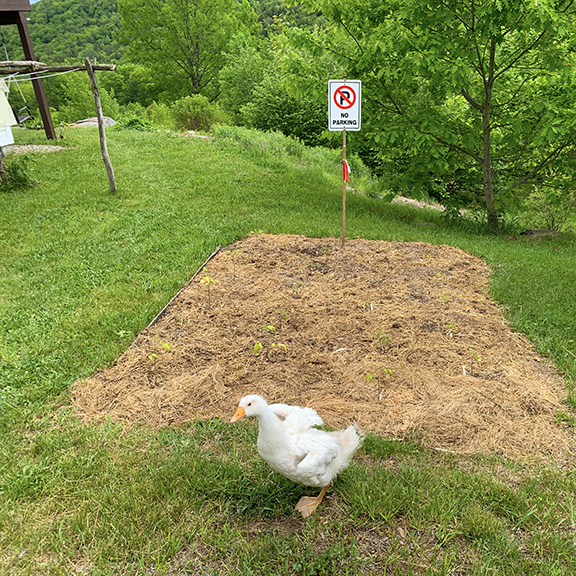 Stowe Farm goose obeying the law!