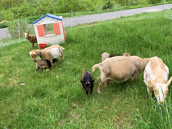 Stowe Farm goats