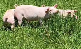 new pigletts at Stowe Farm Community