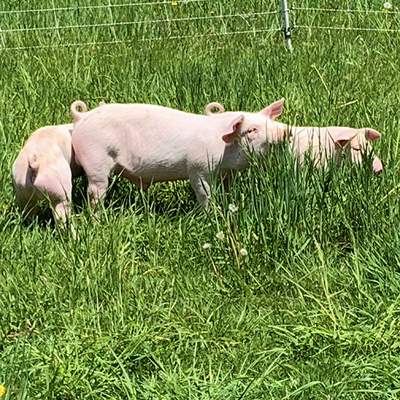 new pigletts at Stowe Farm Community