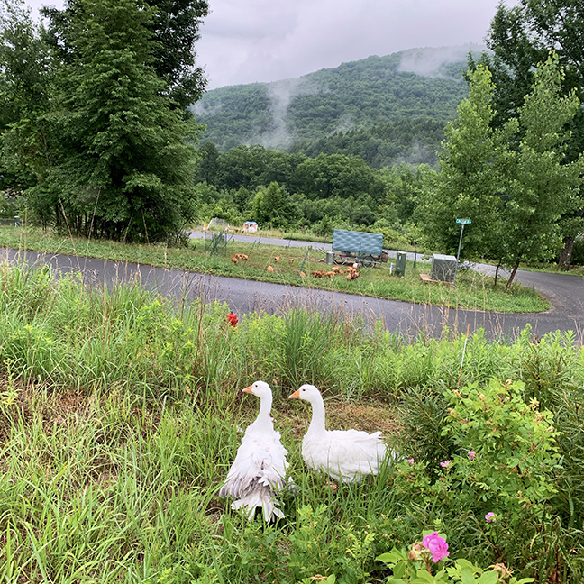 Geese, chickens, goats at Stowe Farm Community