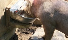 Inventing a waterer for smart pigs