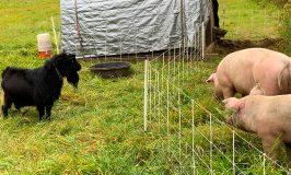 Stowe Farm pigs watch goats watch pigs
