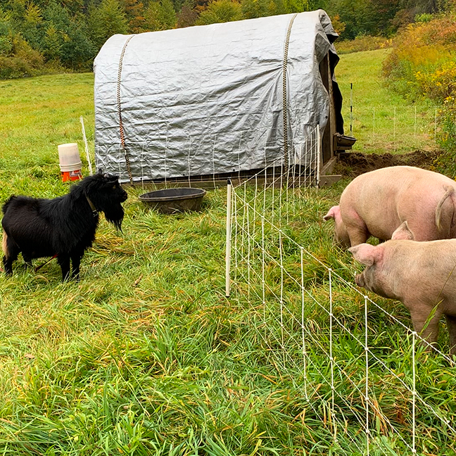 Stowe Farm pigs watch goats watch pigs
