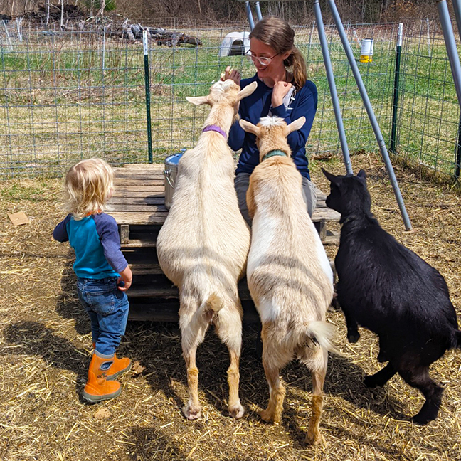 Stowe Farm goats begging