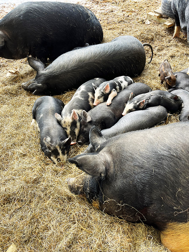 Stowe Farm piglets