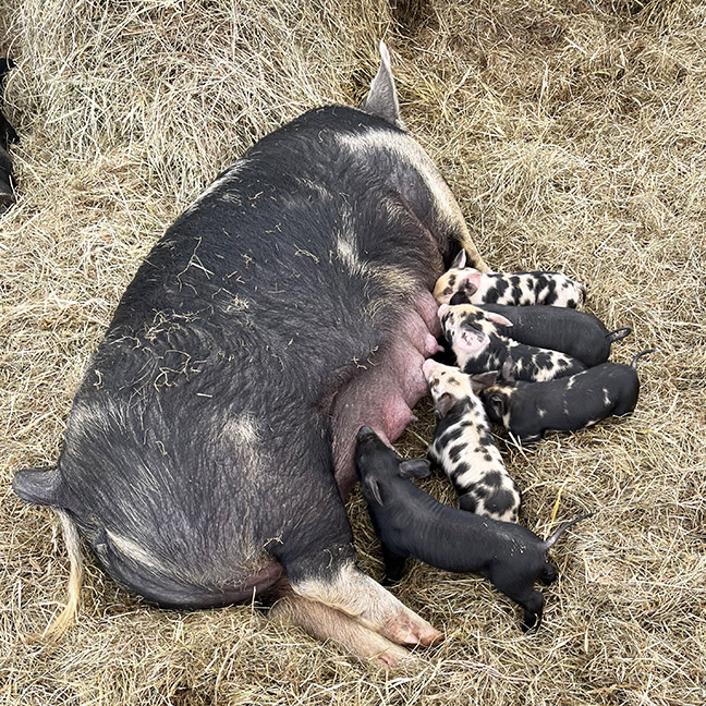 Stowe Farm piglets