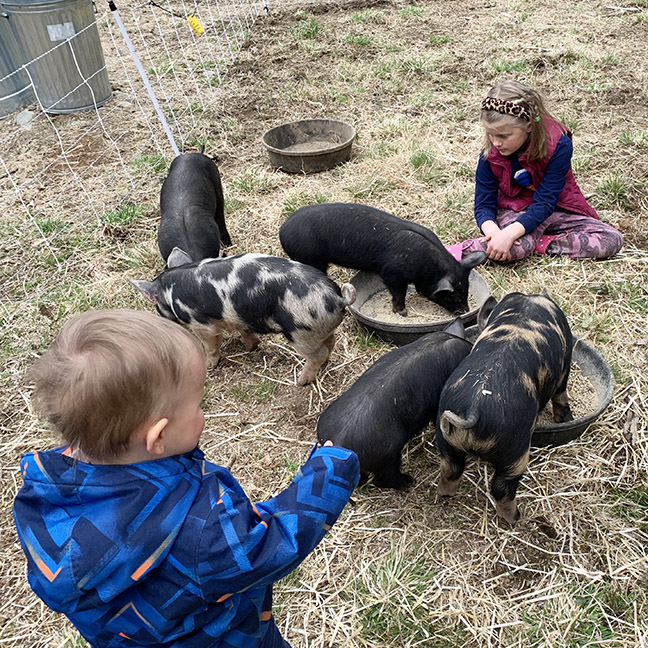 Stowe Farm pigs arrived