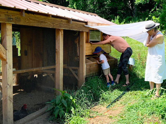 Checking for eggs in the Stowe Farm coop