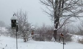 Lynn's snow birds at Stowe Farm during first snowstorm of 2024